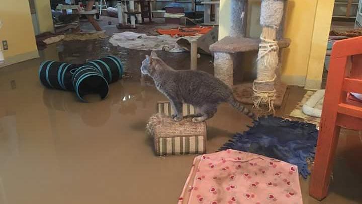 Marana animal shelter seeks donations, foster volunteers after monsoon flood